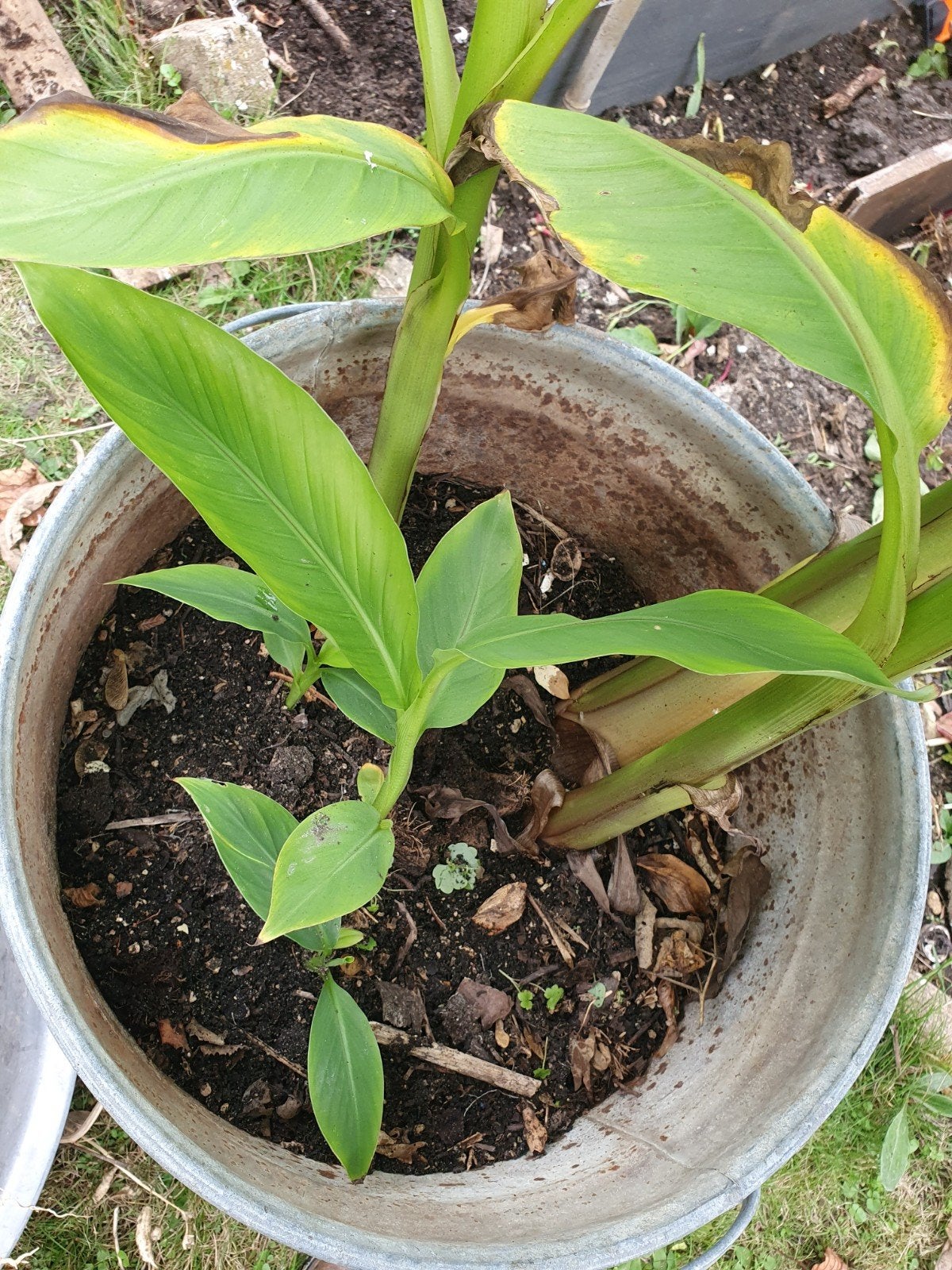 Japanse vezelbanaan evt. ruilen, Tuin en Terras, Planten | Tuinplanten, Ophalen, Overige soorten, Volle zon