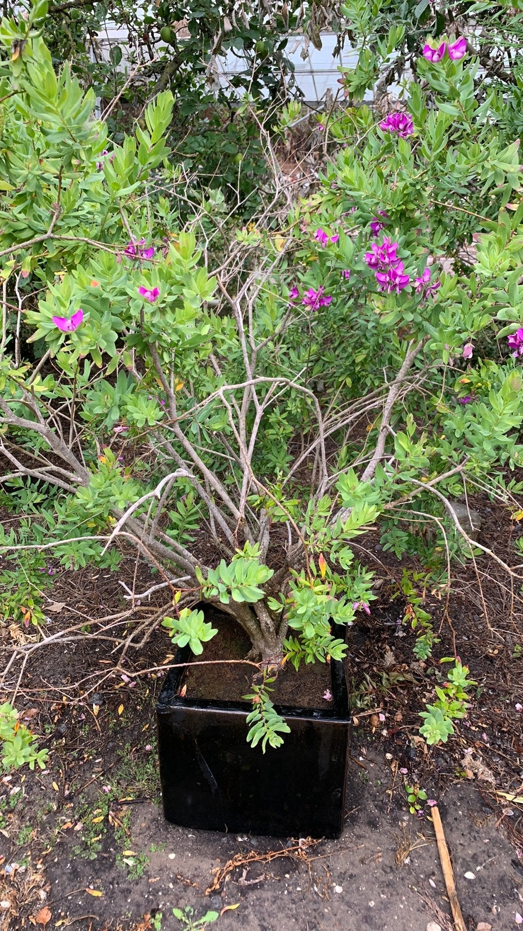 Te Koop mooie grote plant, Ophalen of Verzenden, Overige soorten, Volle zon