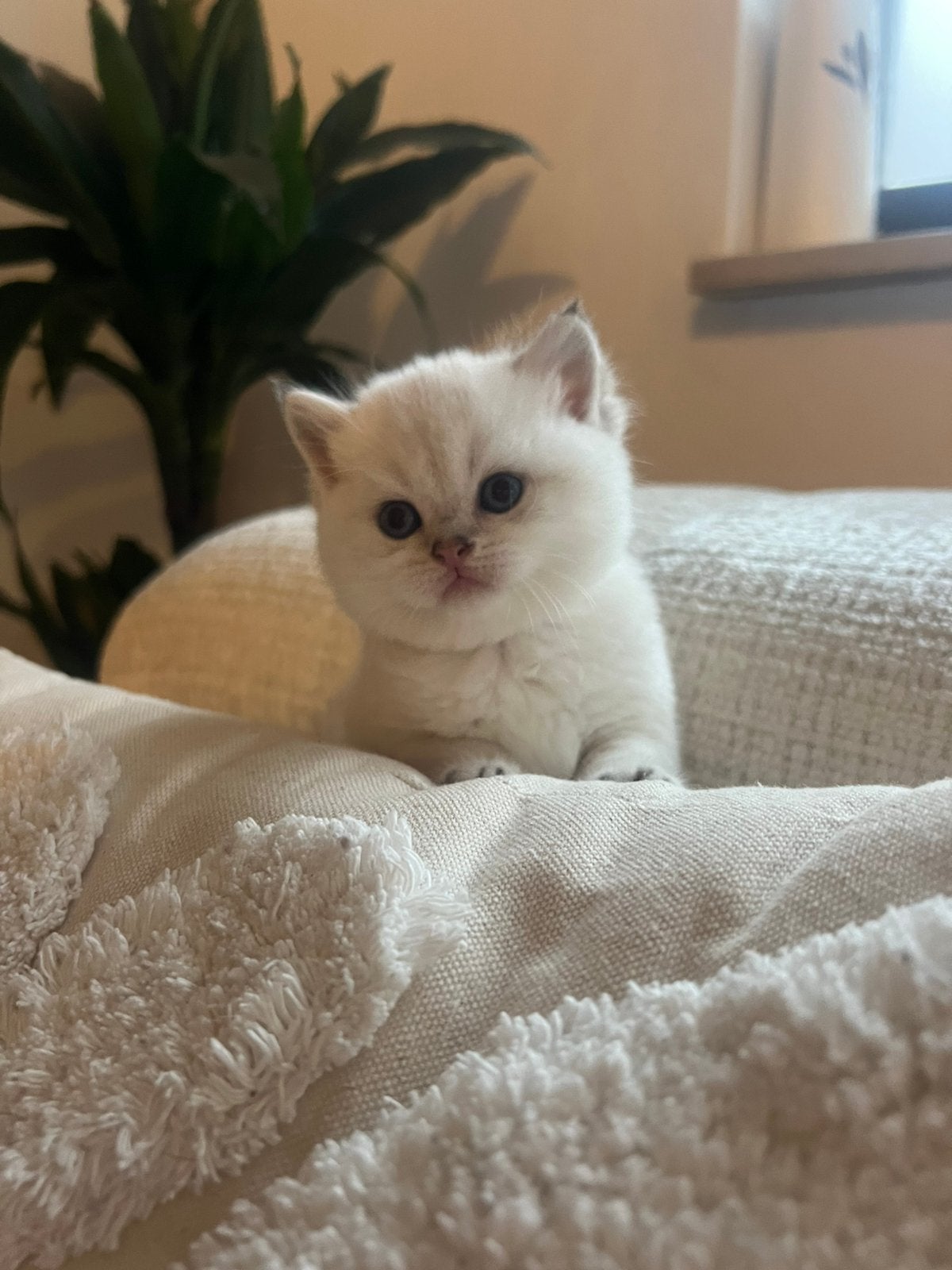 Golden British langhaar & korthaar kittens 😍, Meerdere dieren, Ontwormd