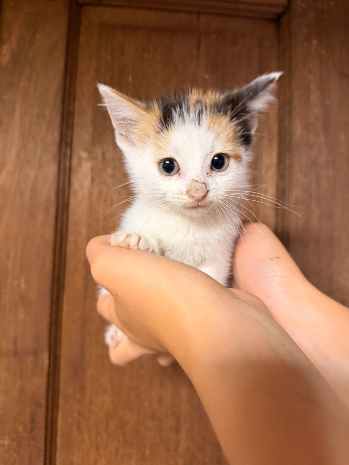Boerderij kittens beschikaar!, Dieren en Toebehoren, Katten en Kittens | Raskatten | Langhaar, Meerdere dieren, Ontwormd, 0 tot 2 jaar