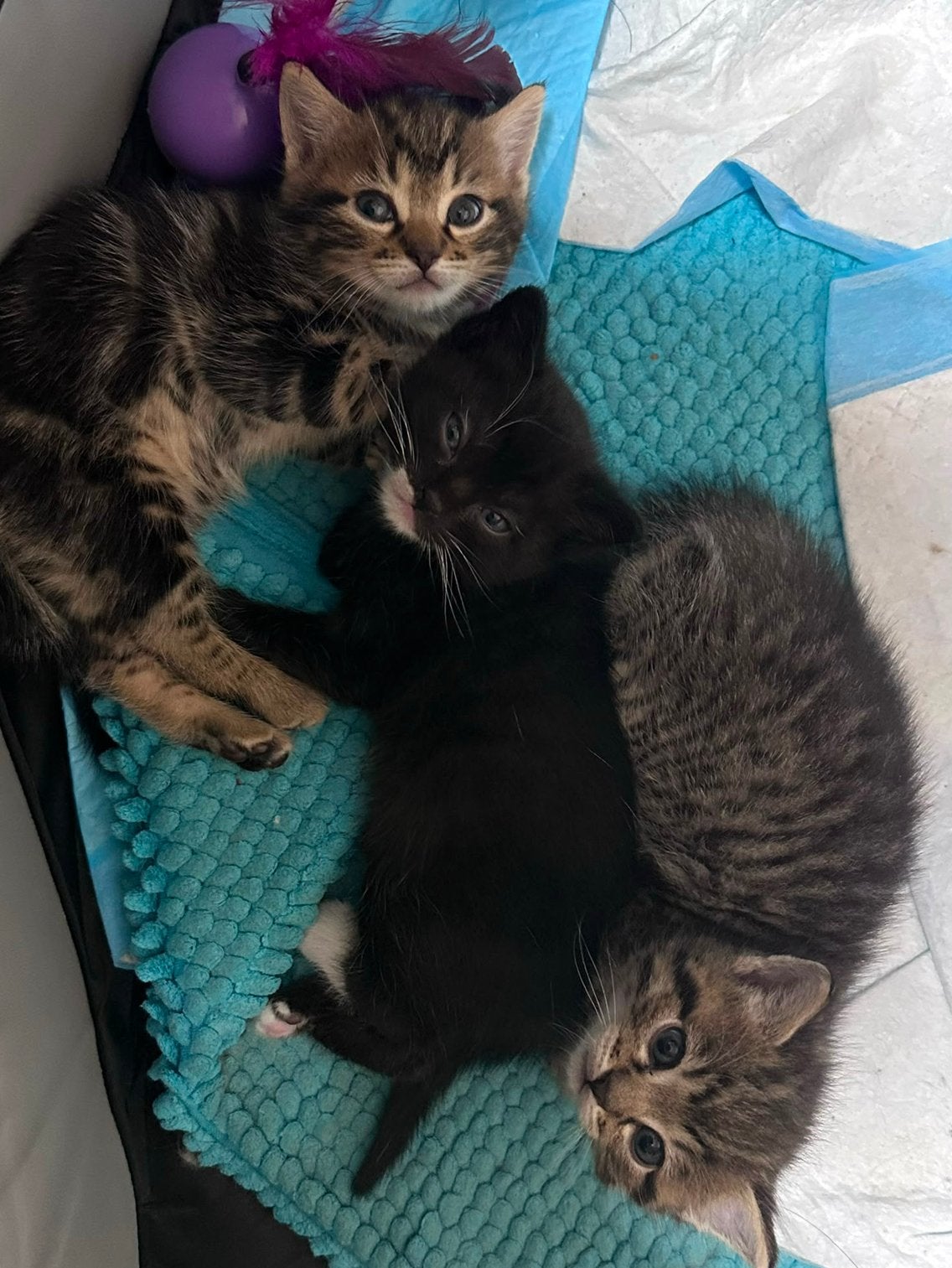 (Halve) ragdoll kittens, Dieren en Toebehoren, Katten en Kittens | Raskatten | Langhaar, Meerdere dieren, Ontwormd