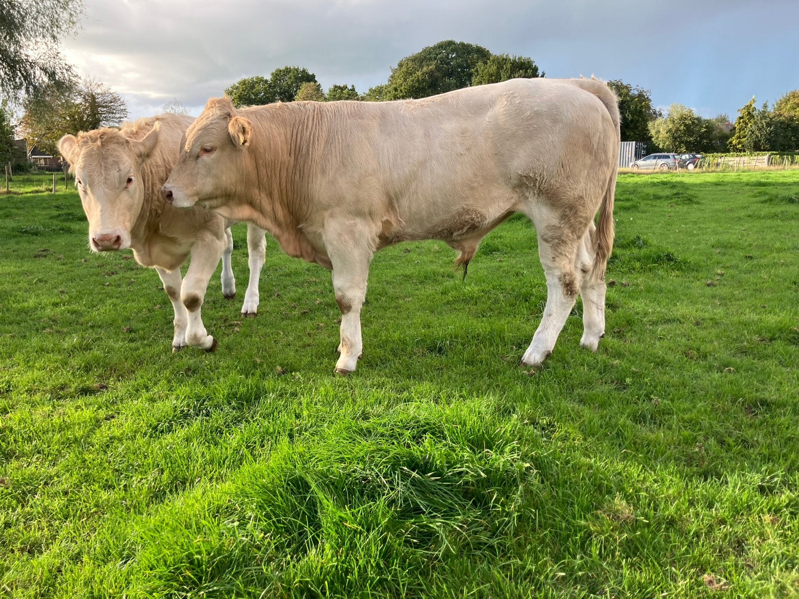 Blonde D’auquitaine Stamboek stier, Dieren en Toebehoren, Mannelijk