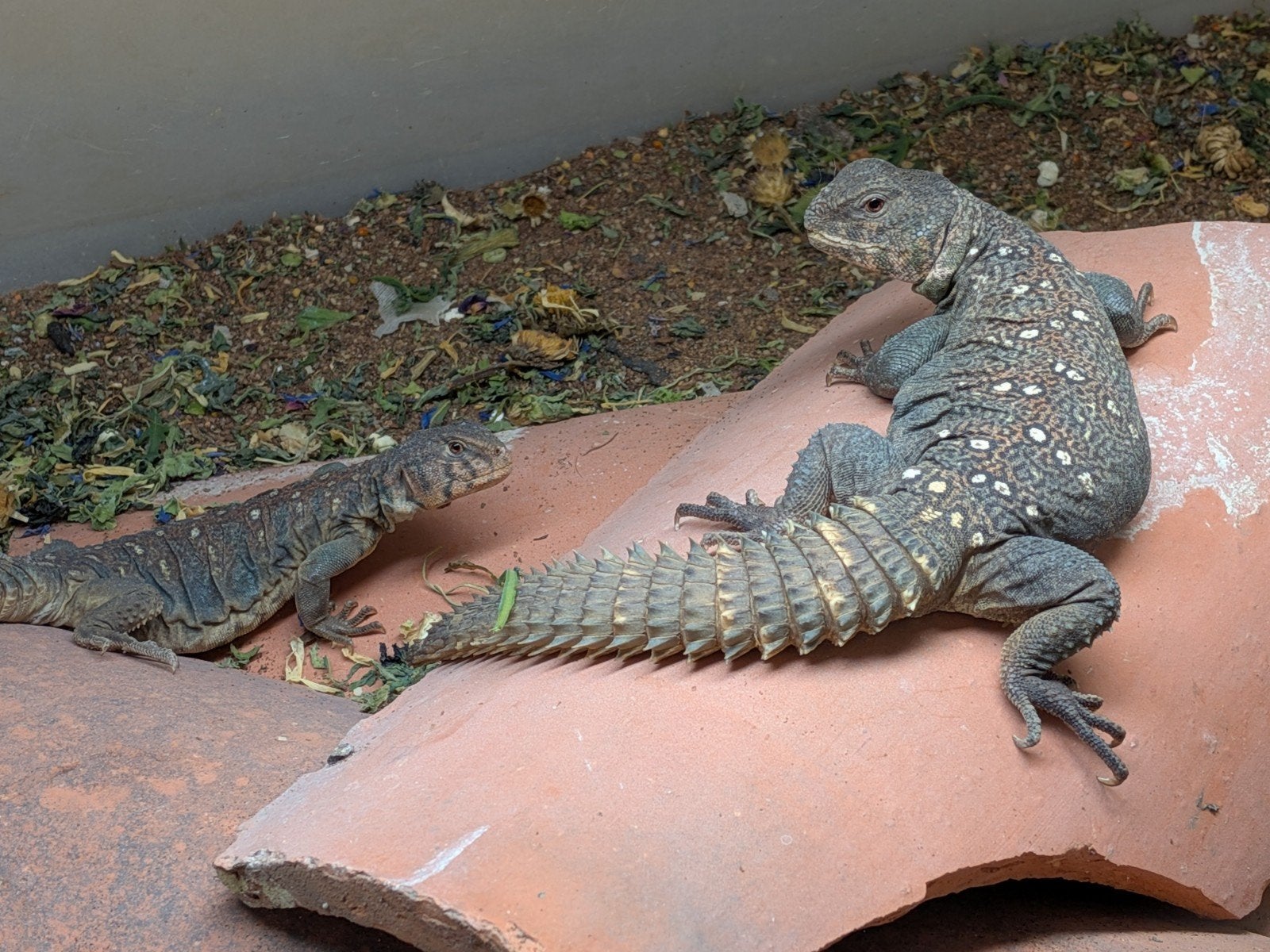 uromastyx, xenagama Taylori, pogona vitticeps Bearded Dragon photo 14