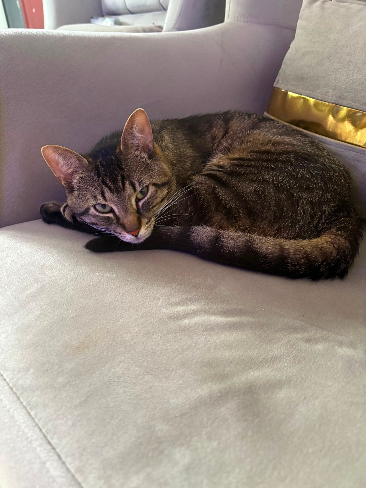 Hele Lieve Poesjes en een Kat, Dieren en Toebehoren, Poes, Langharig