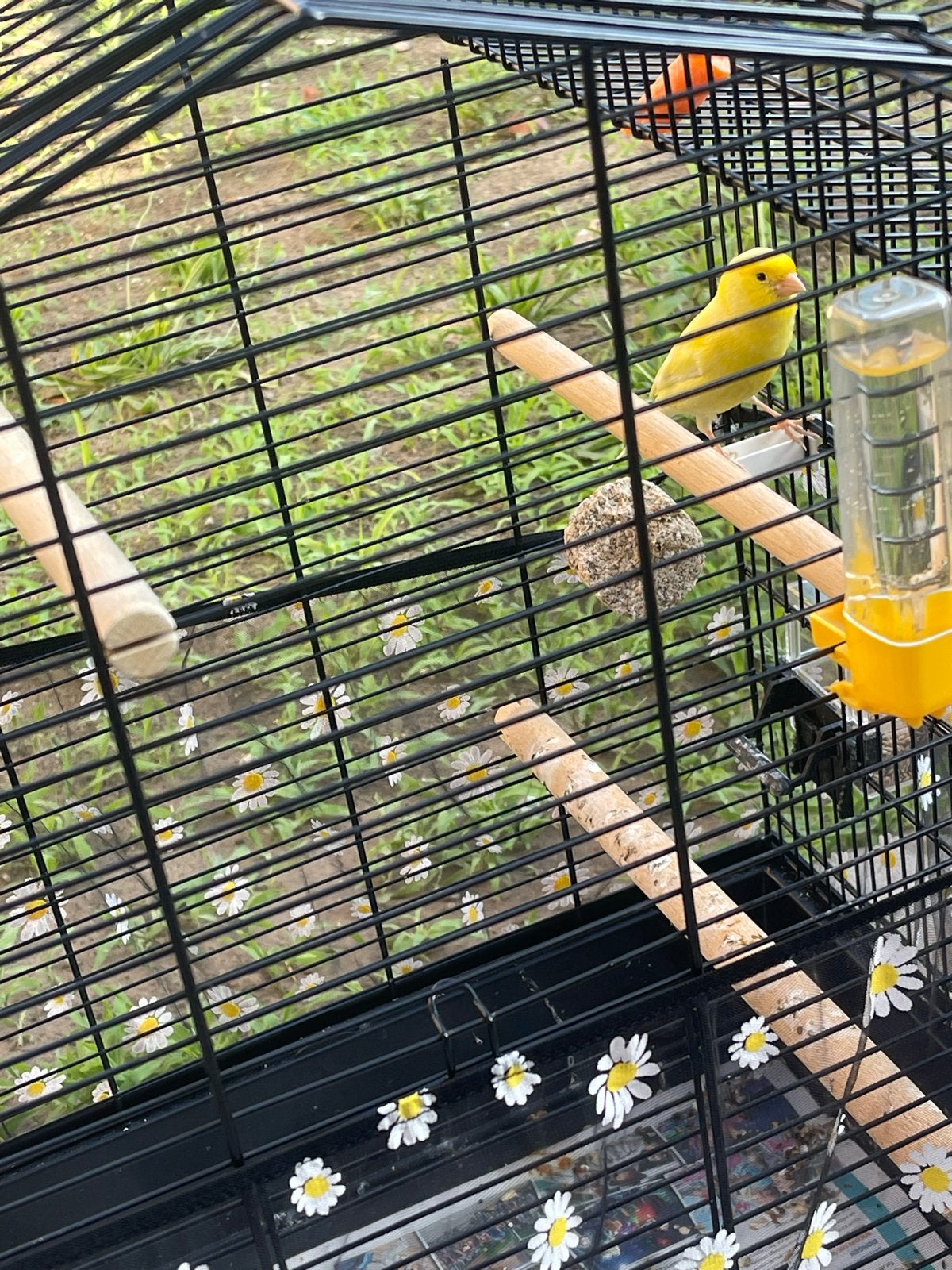 Te koop: prachtige kanarie van 2025  Eindhoven, Dieren en Toebehoren, Vogels | Kanaries, Mannelijk, Zangkanarie