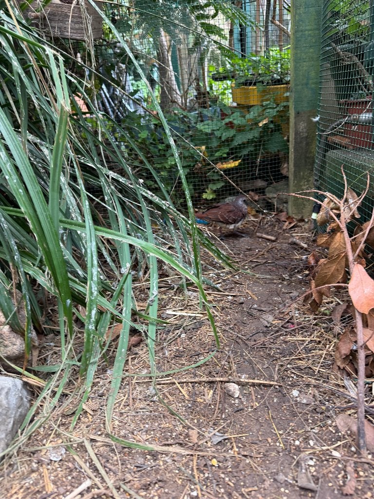 Goudborst duif, Dieren en Toebehoren, Mannelijk, Overige soorten