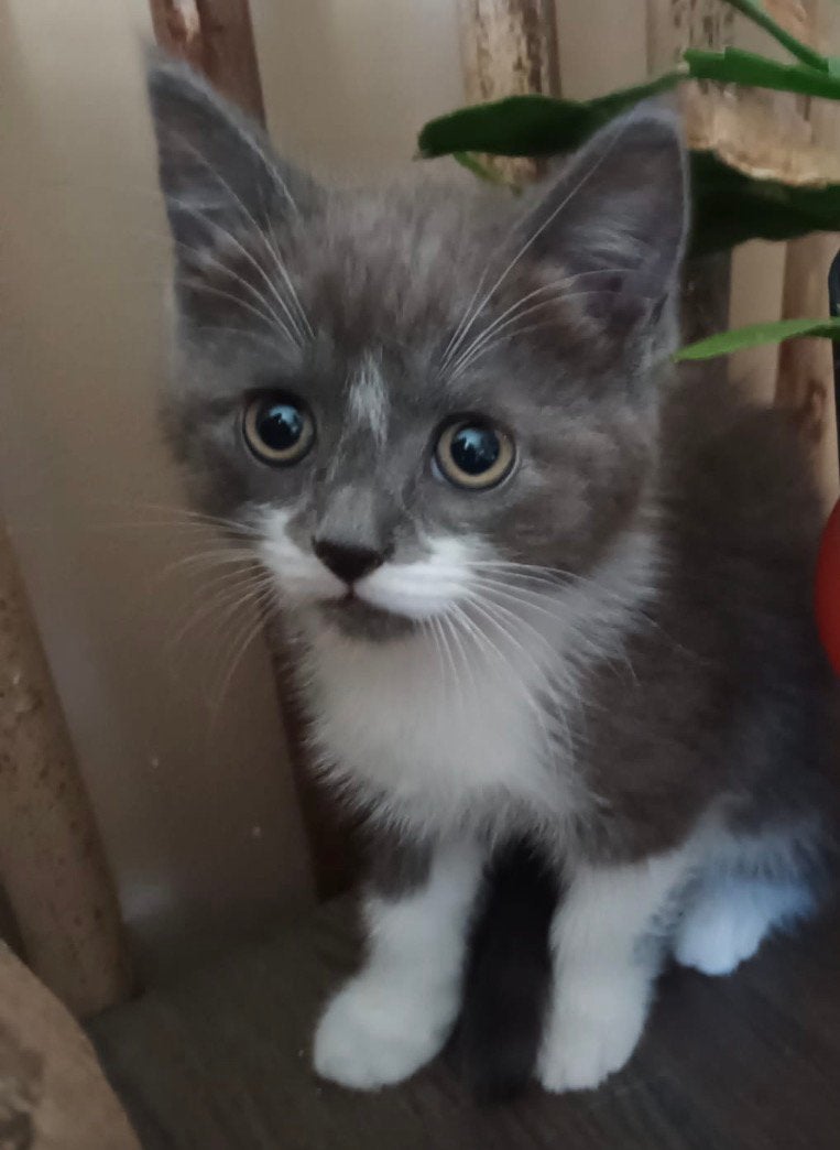 Khao manee X kittens grijze poesje / witte katertje, Poes, Gechipt