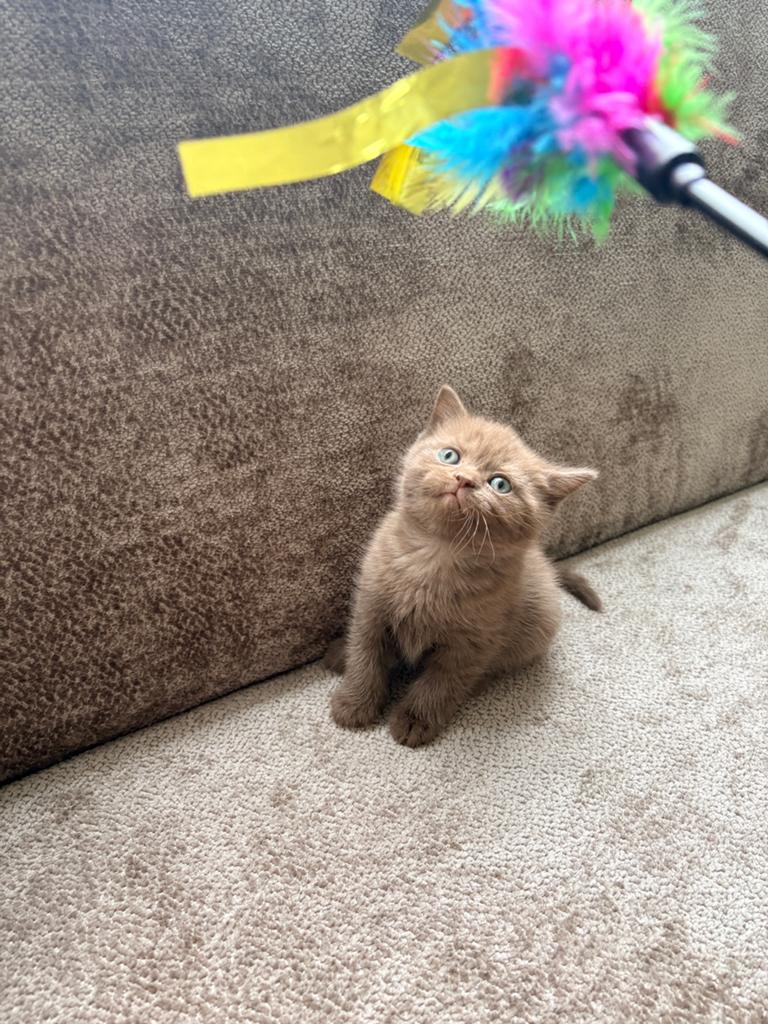 ** Chocolate/Cinnamon/Point/Lilac Britse Korthaar Kittens **, Meerdere dieren