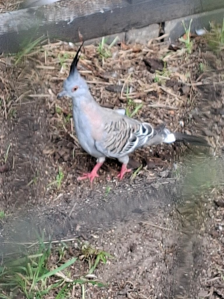 Jonge Australische kuifduif, Dieren en Toebehoren, Mannelijk, Overige soorten