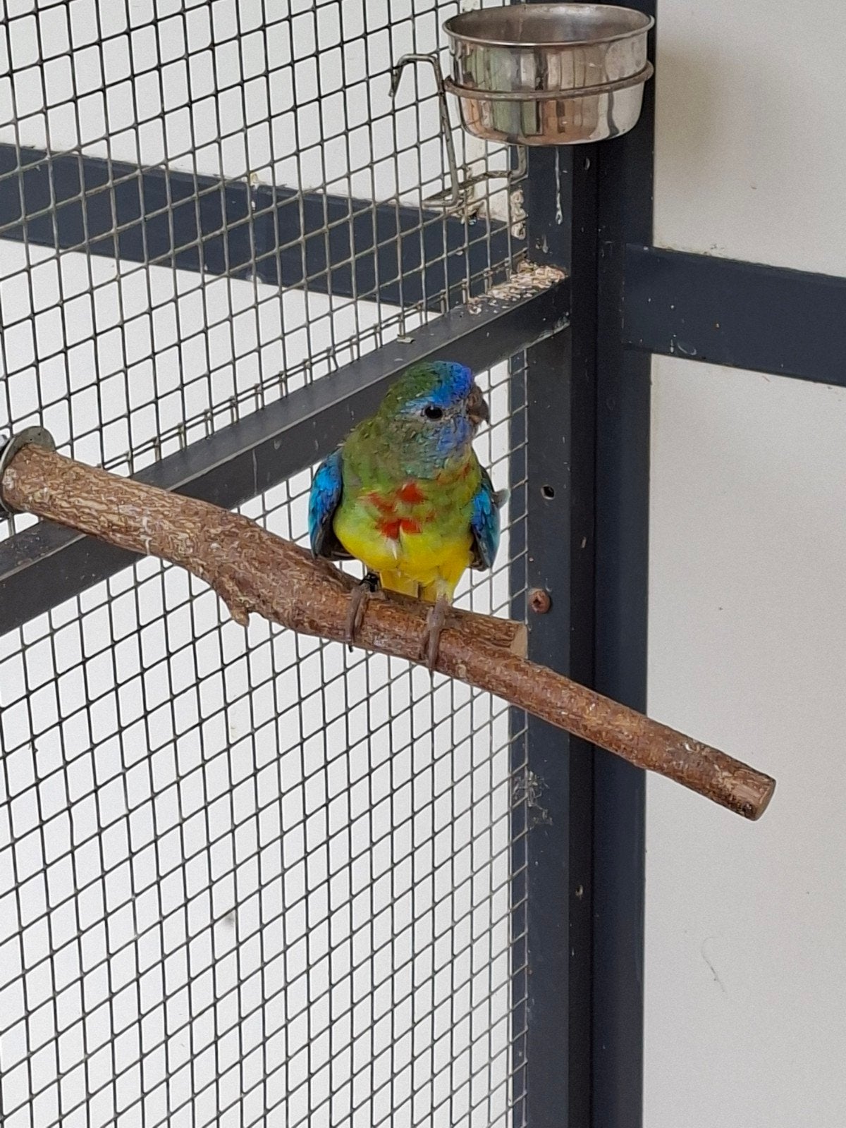 SPLENDID PARKIET RUILEN, Dieren en Toebehoren, Mannelijk, Parkiet, Geringd