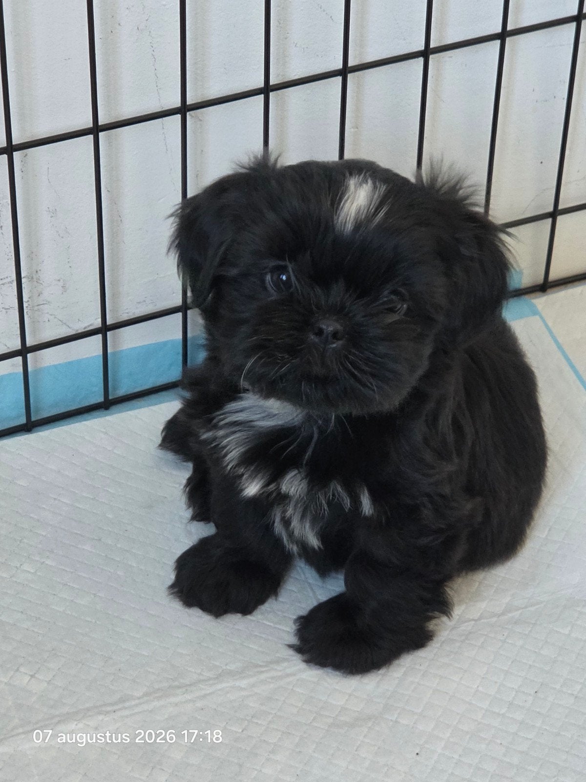 Mooie Shih tzu pup mag het nest verlaten., Dieren en Toebehoren, Honden | Chihuahua's en Gezelschapshonden, Overige rassen, Teef