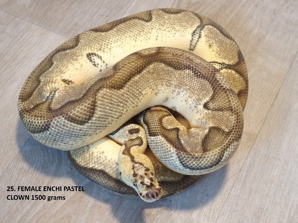 Koningspythons halfwas en kweekdieren deel 1 Ball Python photo 23