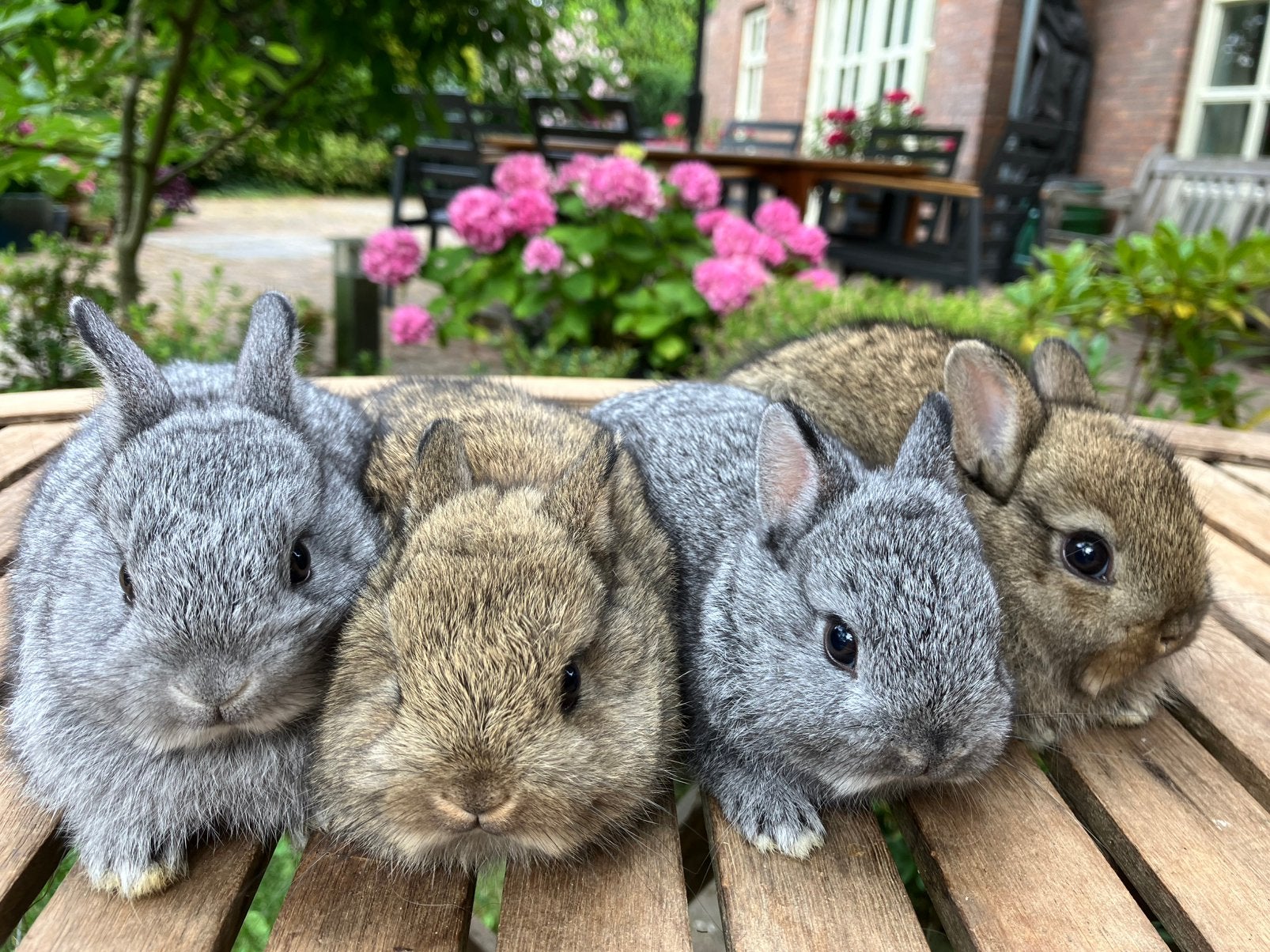 Mooie, superlieve kleurdwergen. Raszuiver, Dieren en Toebehoren, Konijnen, Meerdere dieren, Dwerg