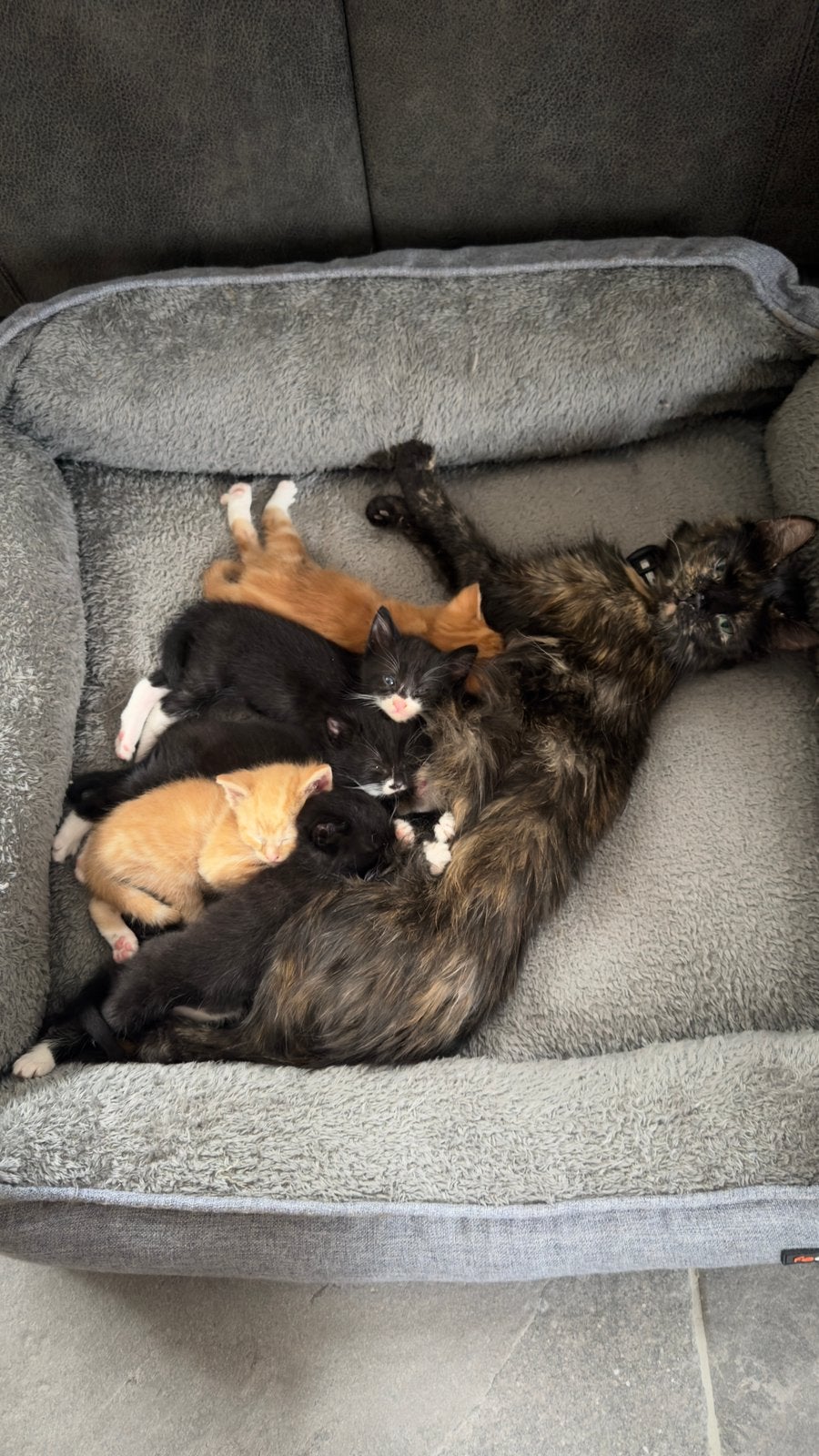 Knuffelige kittens (mix maincoon/huiskat), Meerdere dieren