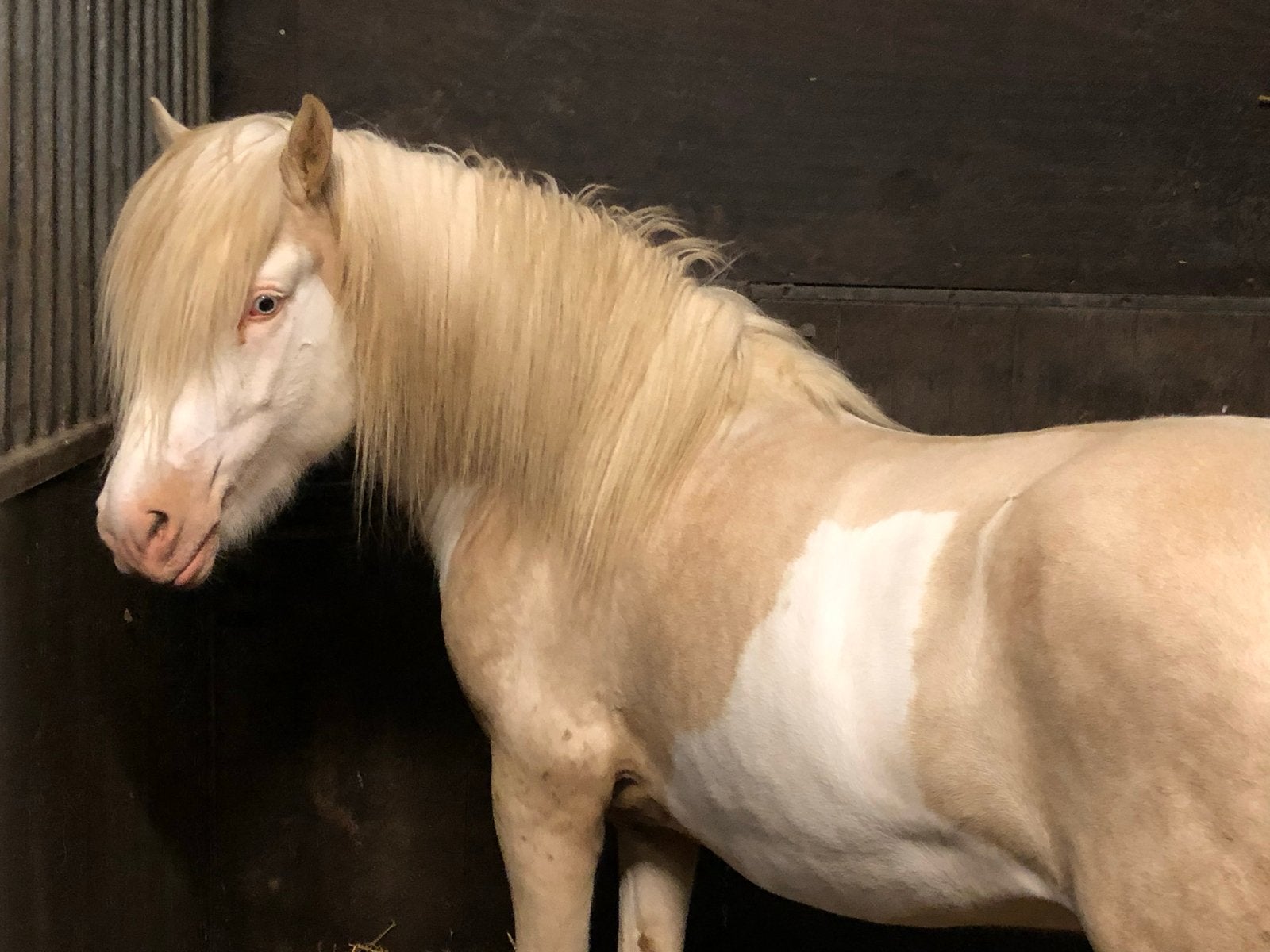 Prachtige splash homyzogoot ijslander hengst te koop!, Dieren en Toebehoren, Paarden, Hengst, Zadelmak, Minder dan 160 cm, 7 tot 10 jaar