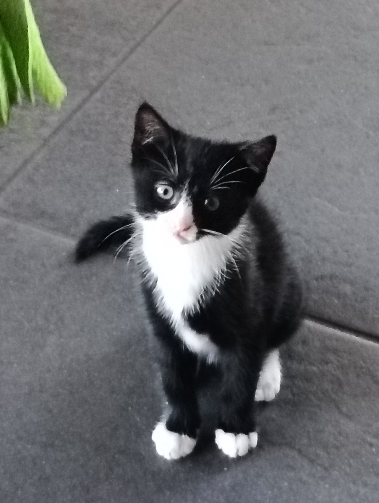 Kitten, Poes, Kortharig, 0 tot 2 jaar