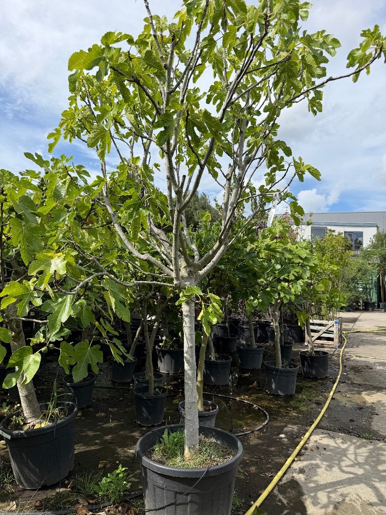 Grote Vijgenboom in pot - Ideaal voor terras of tuin, Tuin en Terras, Lente, 250 tot 400 cm, Volle zon, In pot
