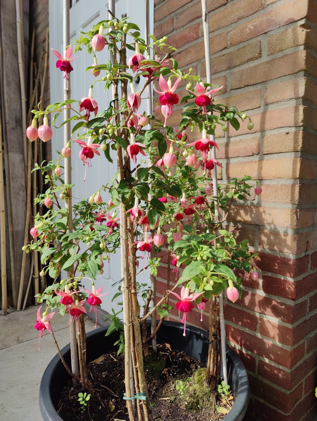 Fuchsia, Tuin en Terras, Planten | Tuinplanten, Ophalen, Zomer, Overige soorten, Halfschaduw