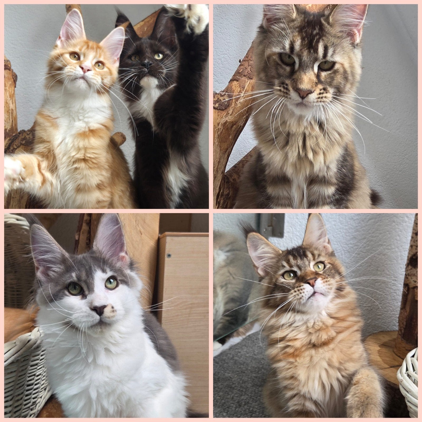 Maine  Coons kittens met Stamboom laatste kittens, Meerdere dieren, Met stamboom, 0 tot 2 jaar