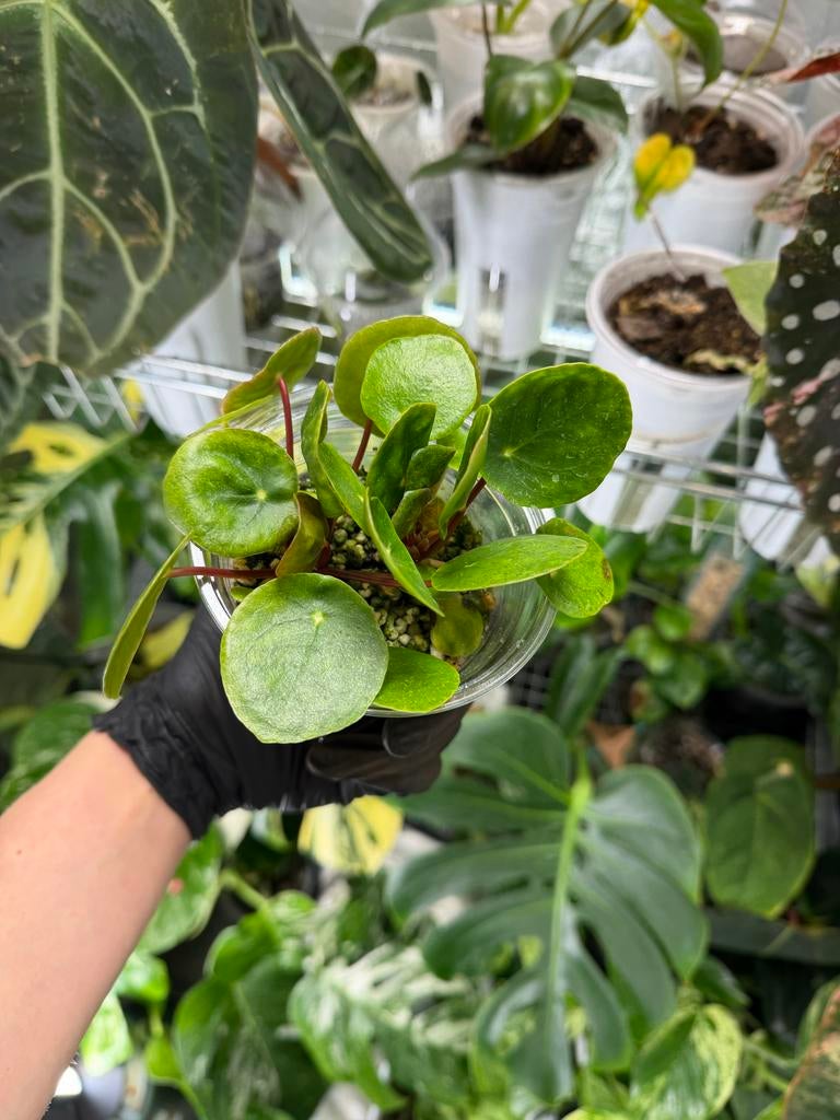 2x Gewortelde Pilea Sugar Splash, Huis en Inrichting, Kamerplanten, Ophalen of Verzenden, Halfschaduw, Minder dan 100 cm