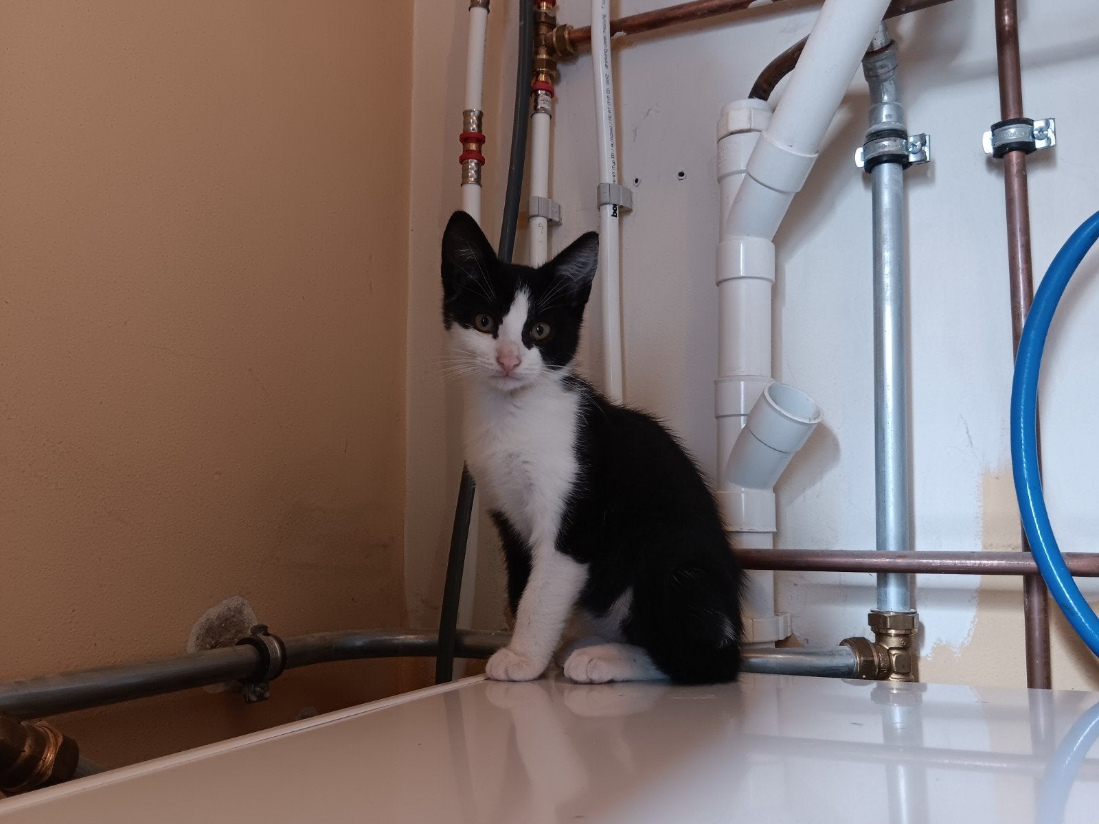 Broer en zus te koop, Meerdere dieren, 0 tot 2 jaar