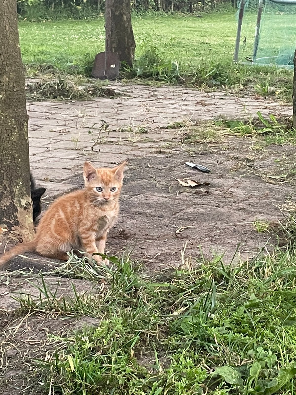 Nog 3 katertjes te koop, 0 tot 2 jaar