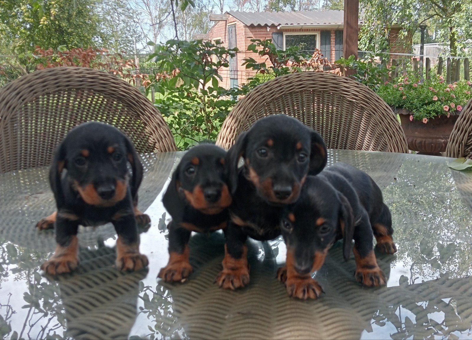 dwerg teckel puppies, 8 tot 15 weken, Meerdere, Meerdere dieren, Klein