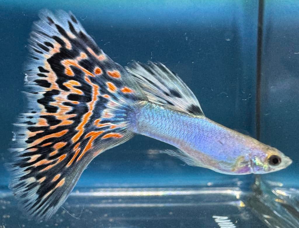 ***Blue Singa Red Mosaic Guppen***, Dieren en Toebehoren, Vis, Zoetwatervis, Schoolvis