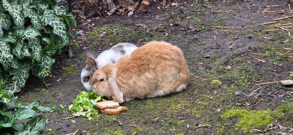 *Gezocht* Senior konijntjes, Dieren en Toebehoren, Knaagdieren, Januari, Meerdere dieren