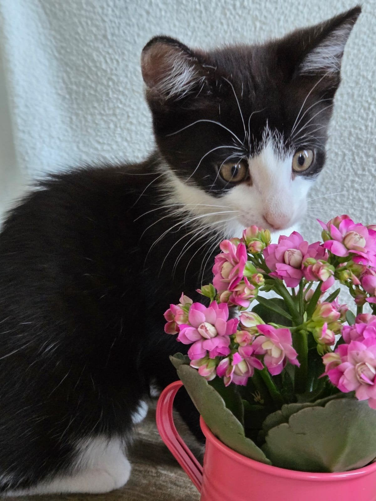 🐾Lieve speelse kitten zwart-wit🐾, Meerdere dieren