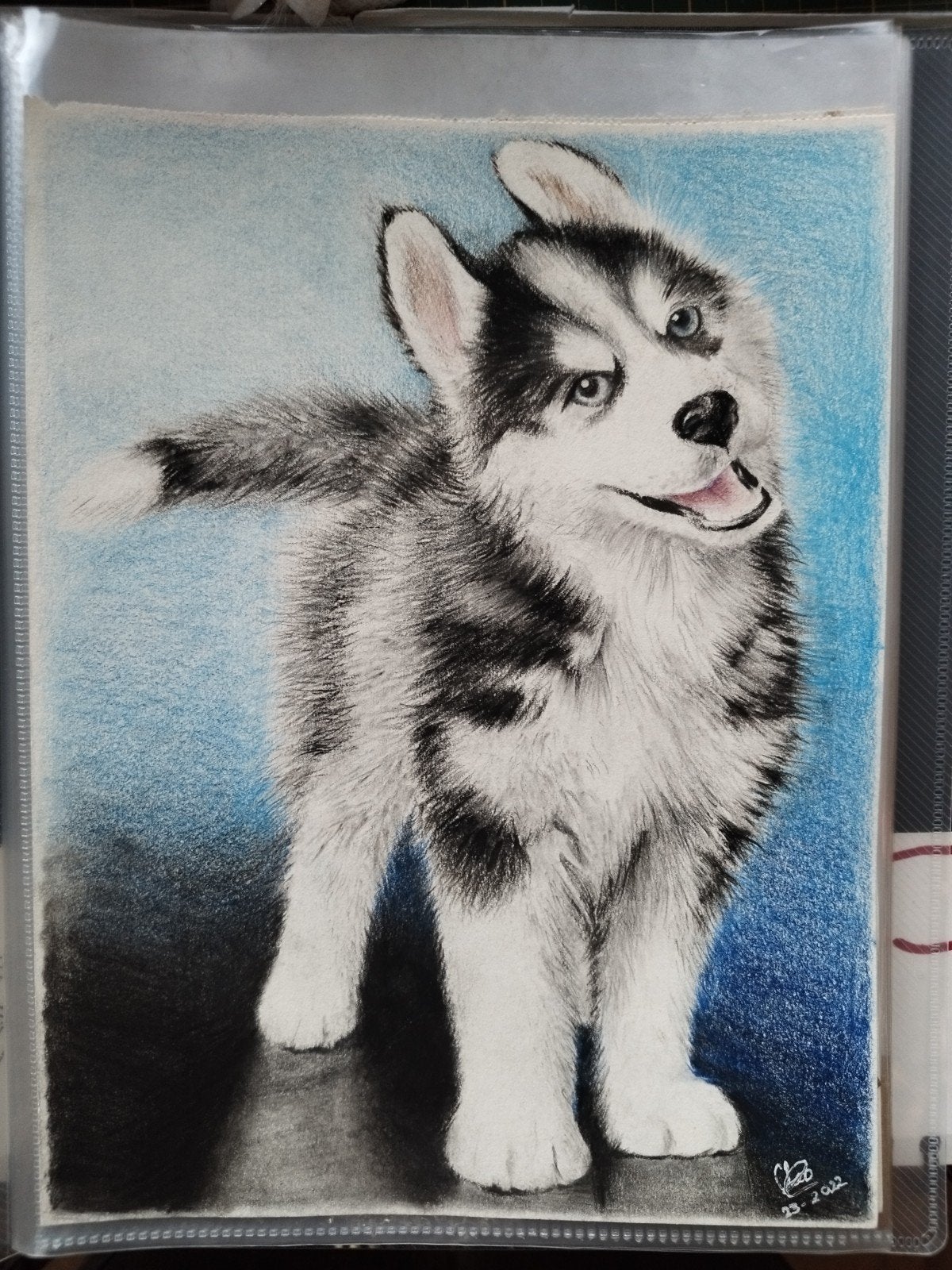 Tekening jonge husky, Ophalen of Verzenden