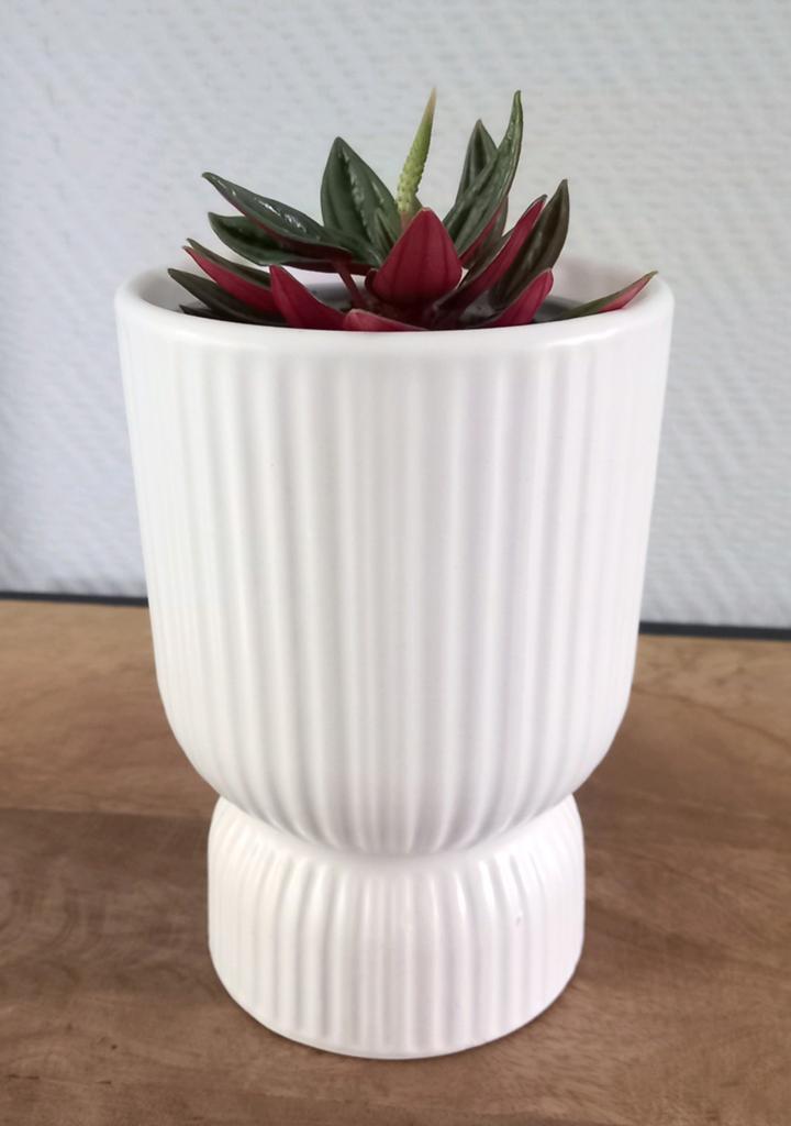 Plant in pot, Huis en Inrichting, Kamerplanten, Ophalen, In pot, Halfschaduw, Minder dan 100 cm