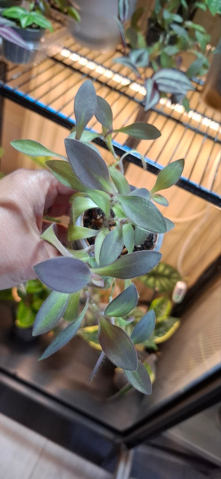 Tradescantia Pallida (Paarse Hart) - 2 kleine plantjes, Tuin en Terras, Vaste plant, Halfschaduw, Zomer, Ophalen