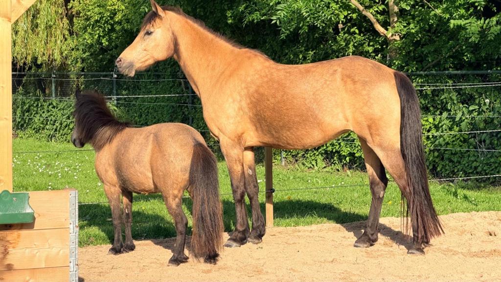 D/E pony en Mini Shet, Valk duo (2 recreatie merries), Niet van toepassing, 11 jaar of ouder, Recreatiepony, D pony (1.37m tot 1.48m)