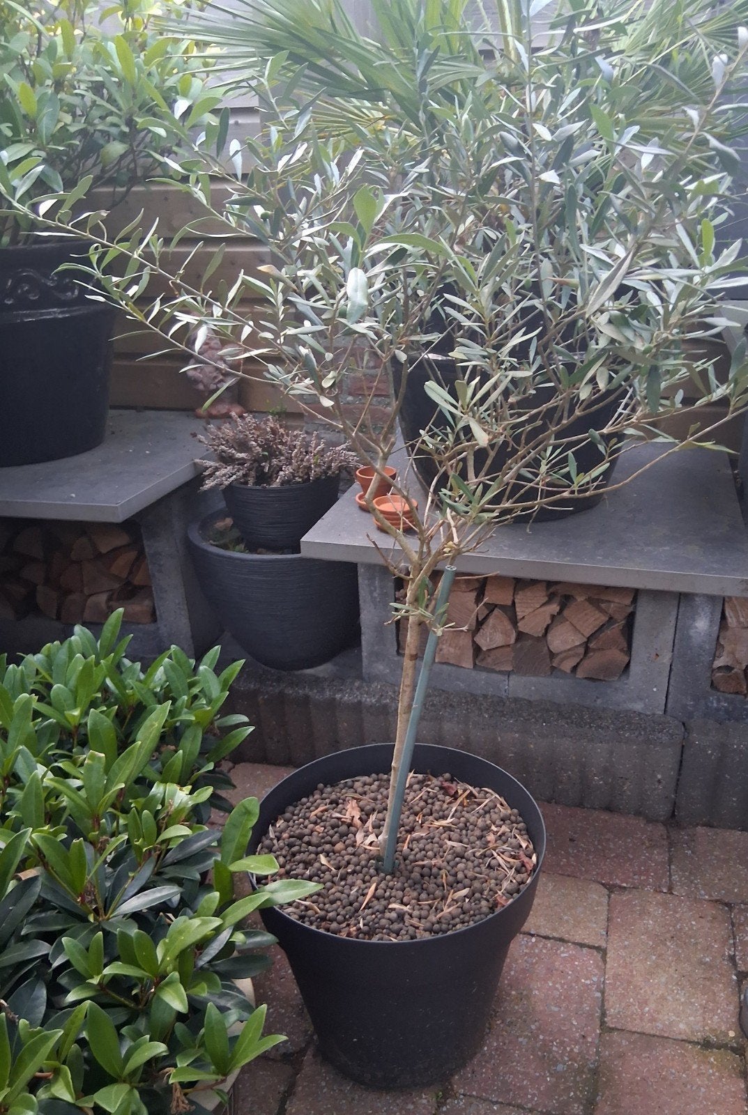Mooie olijfboom in pot, Ophalen