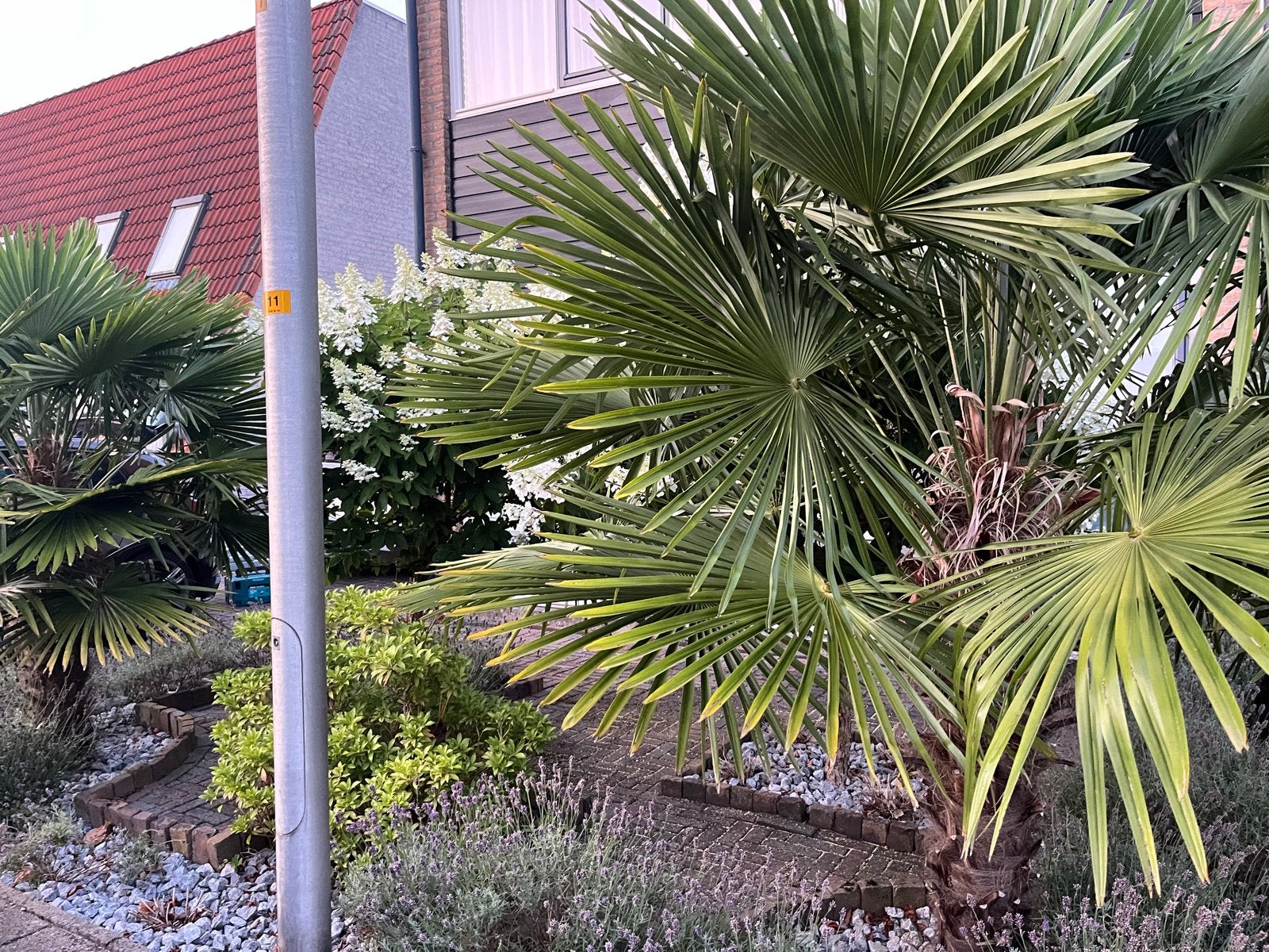 2 Palmbomen, 100 tot 250 cm, Zomer, Palmboom, Ophalen