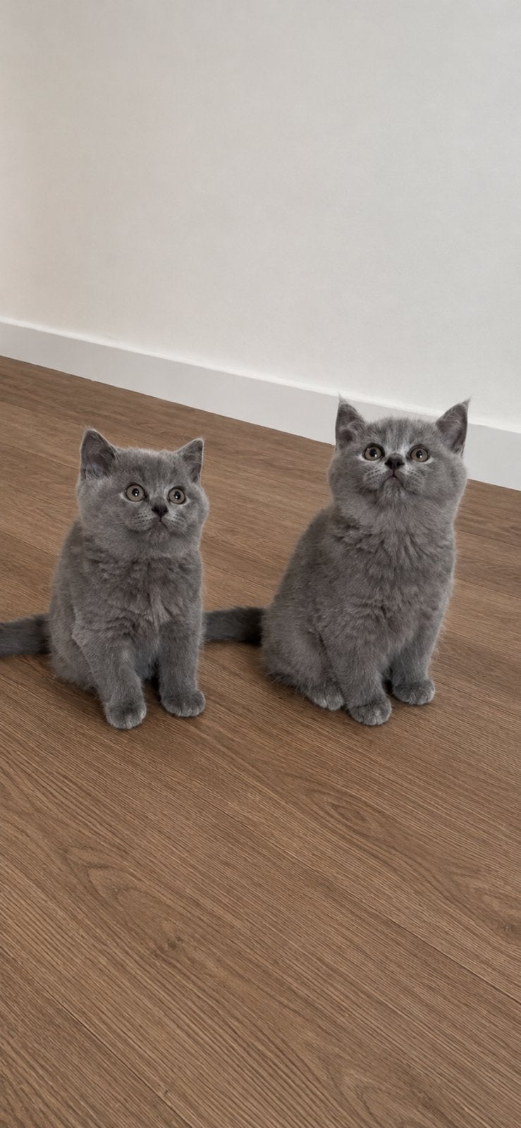 Britse Korthaar kitten (poesje), Meerdere dieren, Ontwormd, 0 tot 2 jaar