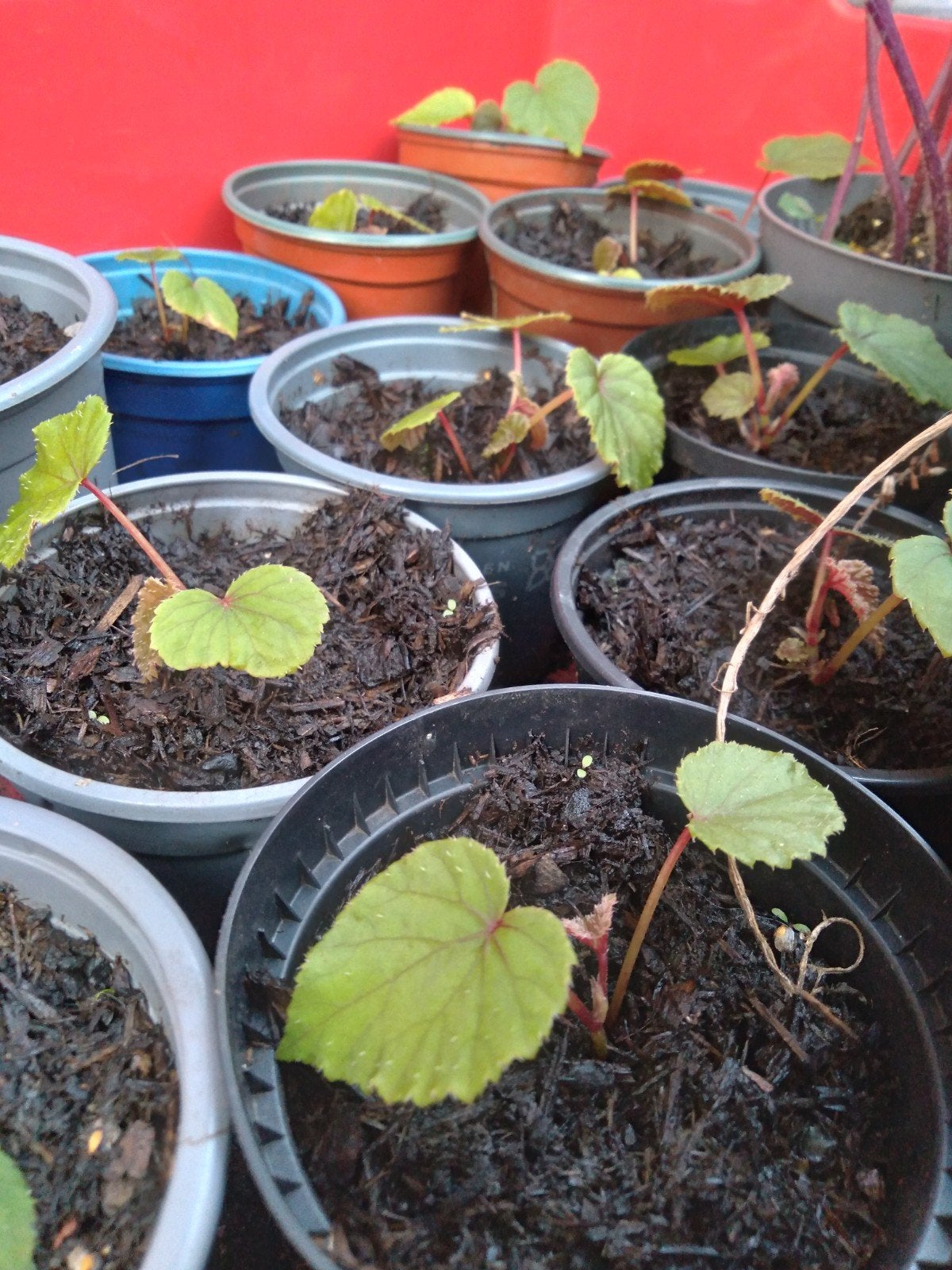 Begonia Grandis( winterhard), Ophalen of Verzenden, Minder dan 100 cm, Overige soorten, Zomer