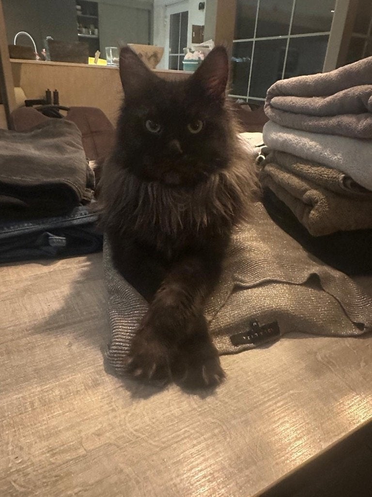 Lieve sociale Maine Coon kittens met stamboom, Meerdere dieren, Met stamboom, 0 tot 2 jaar