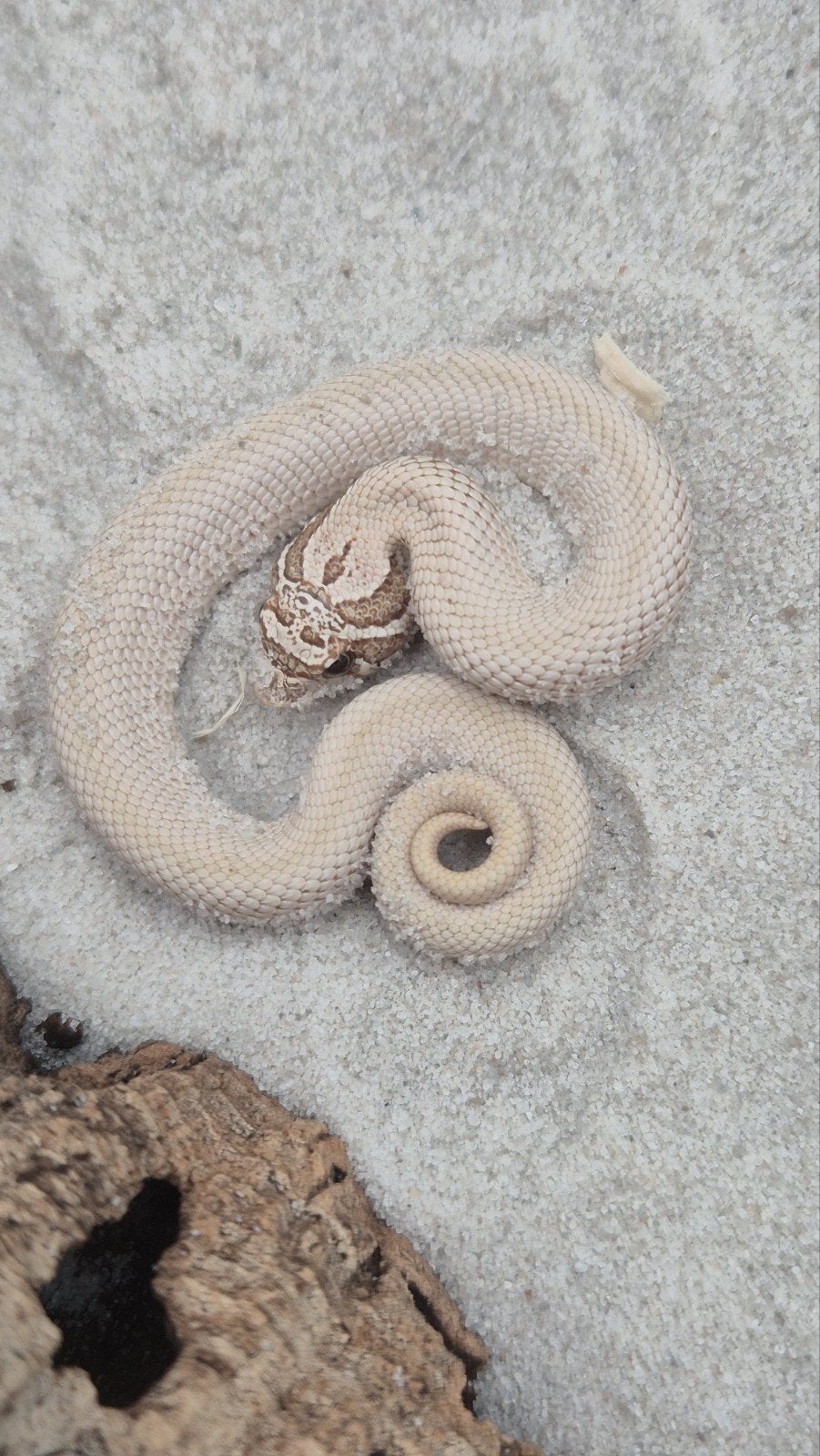 Haakneusslang toffeebelly Hognose Snake - unknown for sale from De Jong