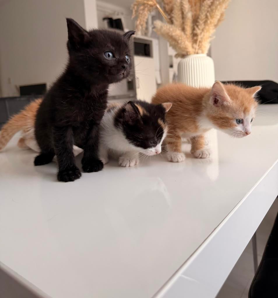 Kittens