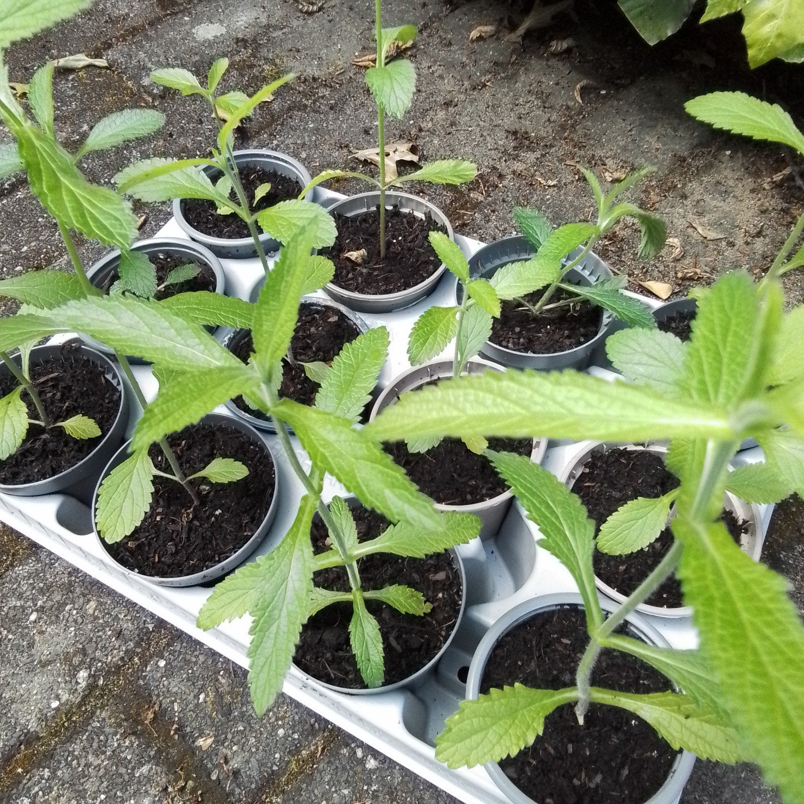 Verbena bonariensis:vaste tuinplant, paarse bloemen. In pot., Tuin en Terras, Vaste plant, Halfschaduw, Zomer, Ophalen