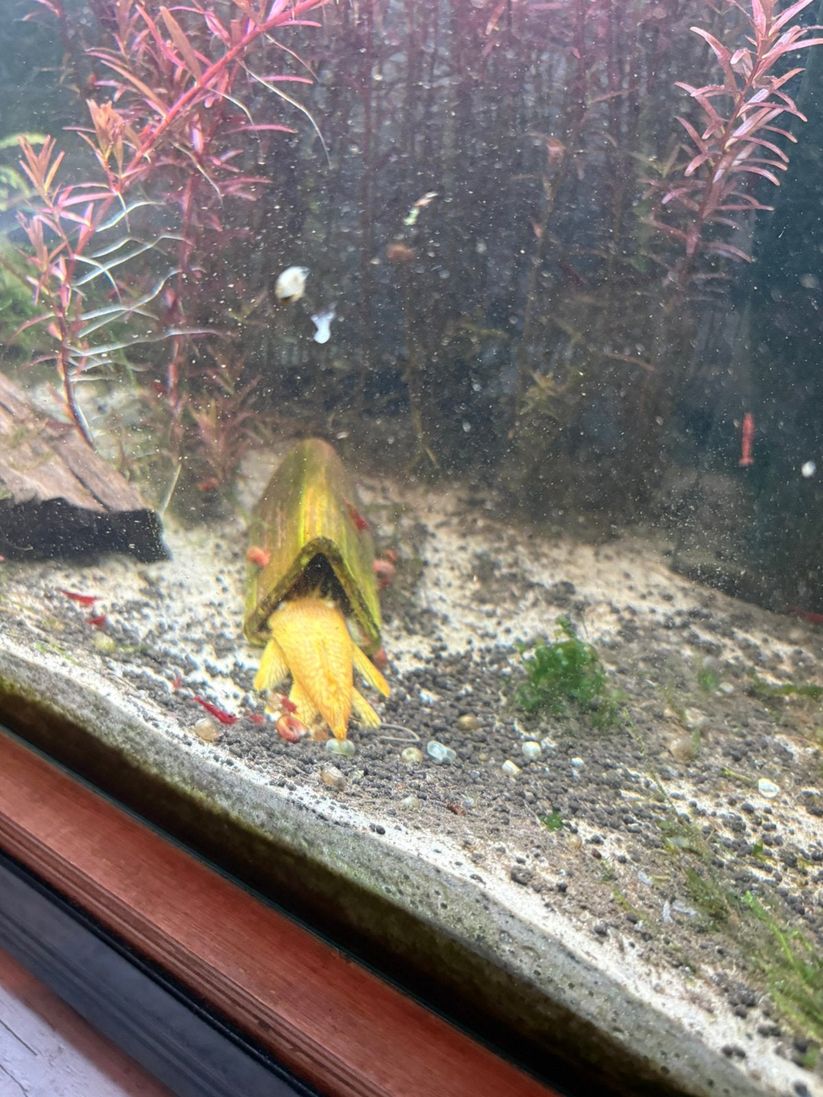 Groot koppel L144 Albino + minimaal 20 jonkies., Dieren en Toebehoren, Vissen | Aquariumvissen, Vis