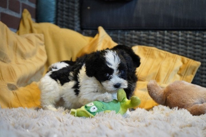 Grappige boomer pups, kruising spaniel - shih tzu., Nederland, Parvo, Overige rassen, 8 tot 15 weken