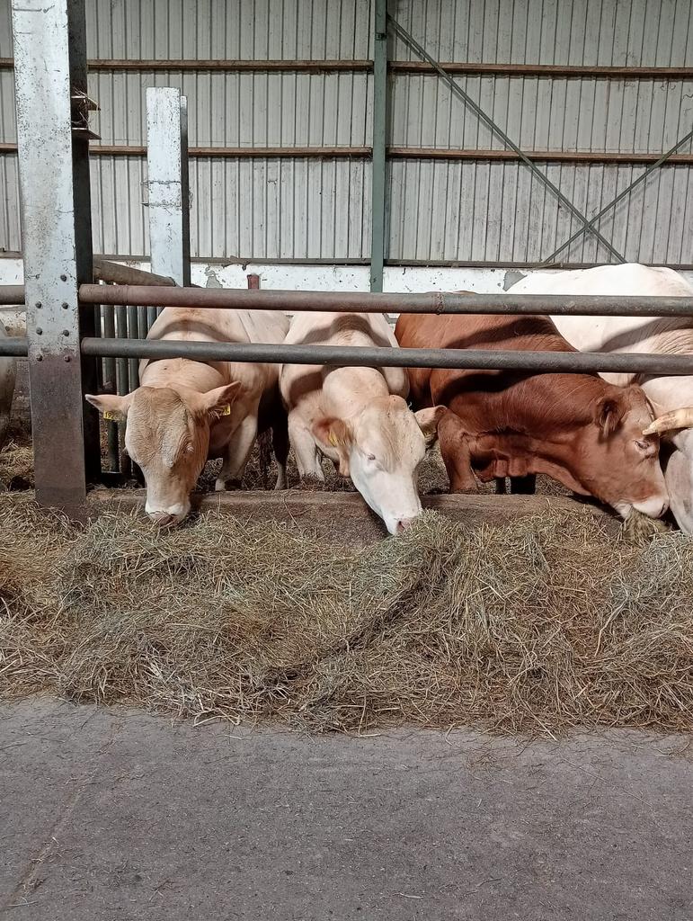 Makke Blonde d'Aquitaine onthoornde dekstieren en pinken, Dieren en Toebehoren, Runderen, Meerdere dieren, 0 tot 2 jaar