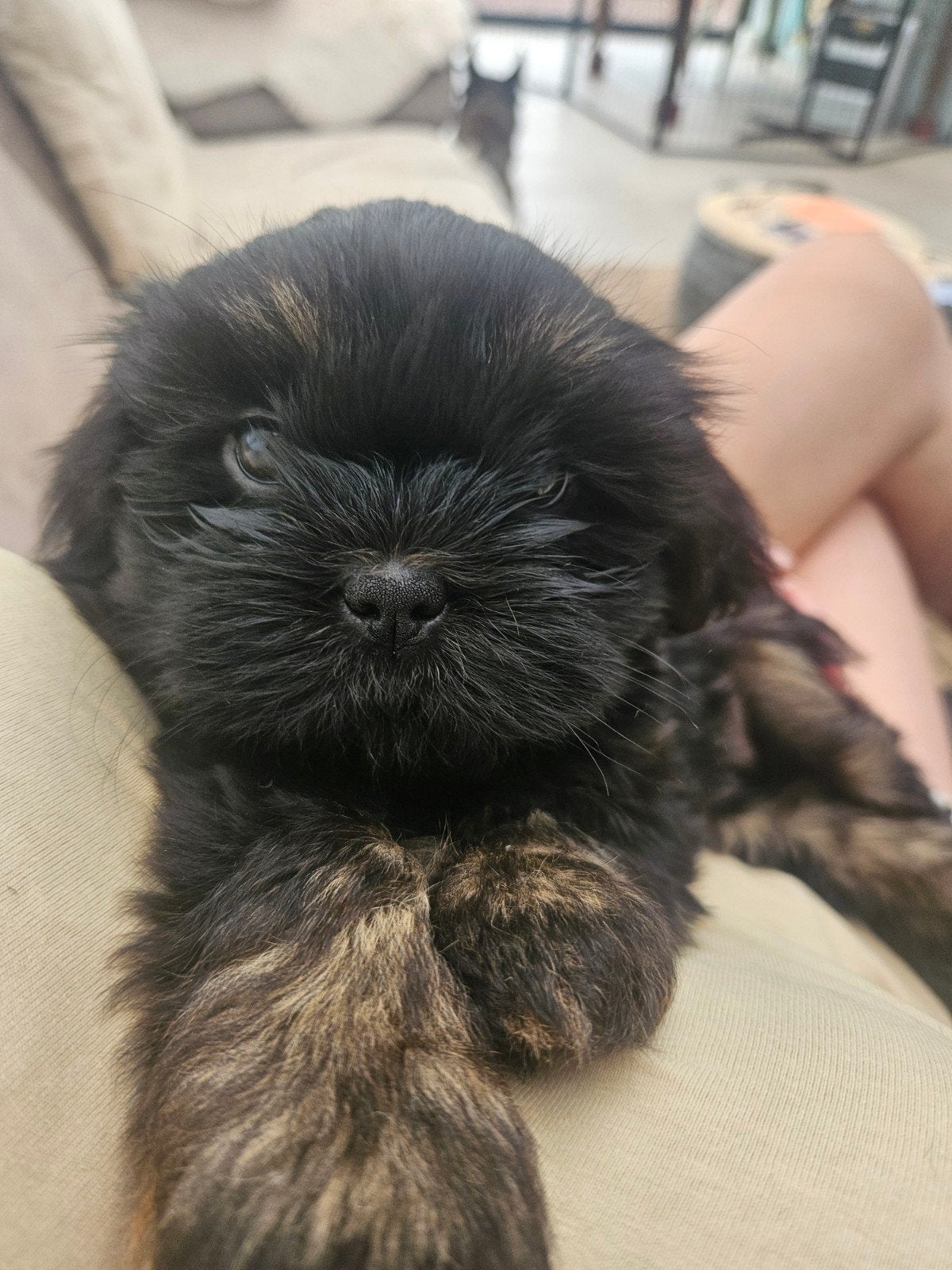 Raszuivere Shihtzu pups, België, Particulier, CDV (hondenziekte), 8 tot 15 weken