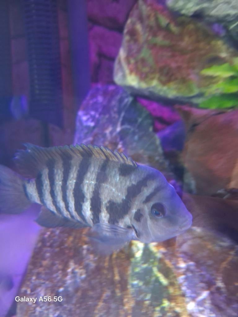 zebracichlide (Amatitlania nigrofasciata), Dieren en Toebehoren, Vis, Zoetwatervis