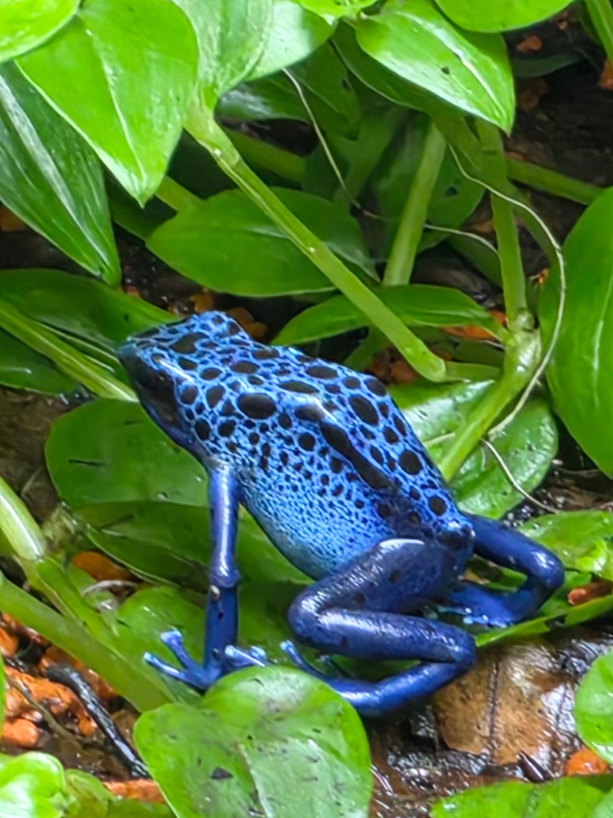 verschillende soorten jonge kikkers Frog photo 2