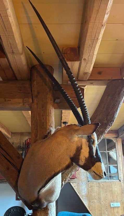 Opgezette oryx kudu taxidermie opgezette dieren, Verzamelen, Ophalen, Gebruikt, Vogel, Opgezet dier