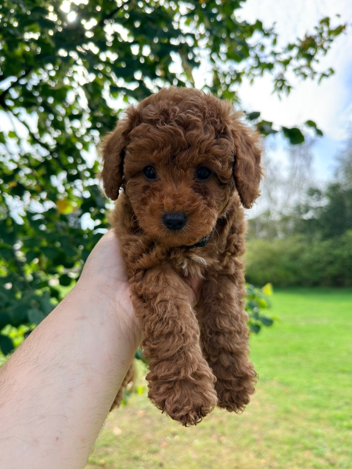 Toypoedel abrikoos pups puppy, Poedel, CDV (hondenziekte), 8 tot 15 weken, Meerdere